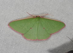 Chlorocoma cadmaria