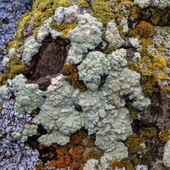 Protoparmeliopsis pinguis