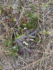 Pterocaulon pycnostachyum