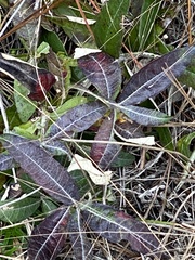 Pterocaulon pycnostachyum