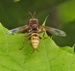 Conops vesicularis