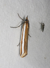 Corynophora lativittalis