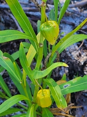 Physalis angustifolia