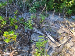 Physalis angustifolia