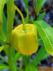 Physalis angustifolia