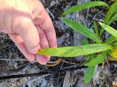Physalis angustifolia