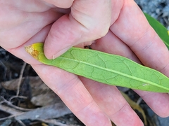 Physalis angustifolia