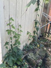 Toxicodendron radicans