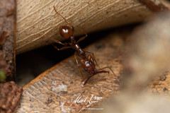 Orectognathus antennatus