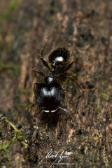 Pheidole anthracina