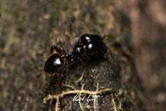 Pheidole anthracina