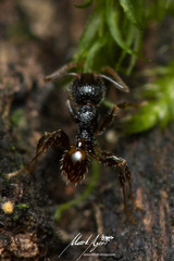 Pheidole anthracina