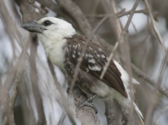 Lybius leucocephalus
