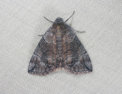 Dysbatus stenodesma