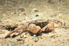 Hemigrapsus takanoi