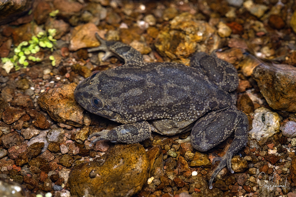Puquios Water Frog