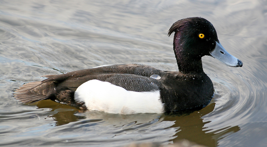 Tufted Duck × Greater Scaup