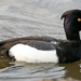 Tufted Duck × Greater Scaup - Photo (c) Peter Taylor, some rights reserved (CC BY-NC), uploaded by Peter Taylor