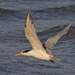 Lesser Crested Tern - Photo (c) Jerry Oldenettel, some rights reserved (CC BY-NC-SA)