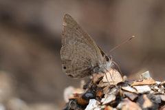 Pseudonacaduba sichela