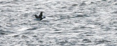 Clangula hyemalis image