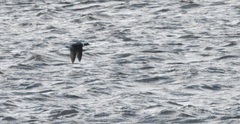 Clangula hyemalis image