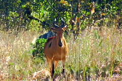 Alcelaphus buselaphus lichtensteinii