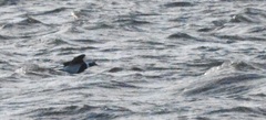 Clangula hyemalis image