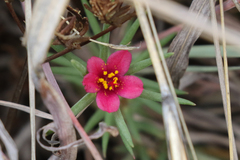 Portulaca kermesina
