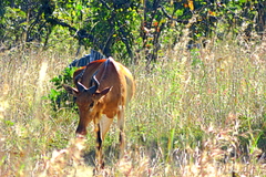 Alcelaphus buselaphus lichtensteinii