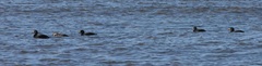 Melanitta americana image