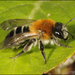 Lehtomaamehiläinen - Photo (c) Frans, osa oikeuksista pidätetään (CC BY-NC-ND)