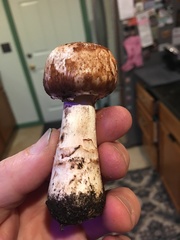 Agaricus brunneofibrillosus