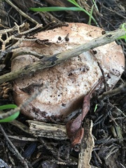 Agaricus brunneofibrillosus