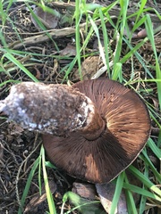 Agaricus brunneofibrillosus