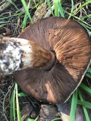 Agaricus brunneofibrillosus