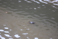 Trachemys scripta elegans