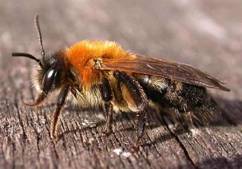 Grey-patched Mining Bee