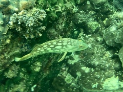 Epinephelus erythrurus