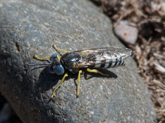Microbembex patagonica