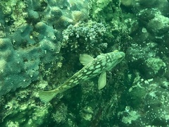 Epinephelus erythrurus