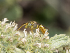 Pseudagapostemon singularis