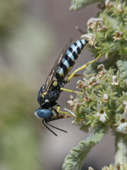 Microbembex patagonica