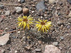 Doniophyton anomalum