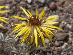 Doniophyton anomalum