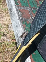 Amphipsalta strepitans