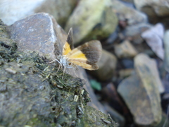 Heterusia