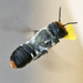 Megachile erythropyga - Photo (c) kvmatty, some rights reserved (CC BY-NC)