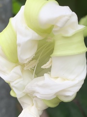 Ipomoea alba