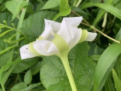 Ipomoea alba
